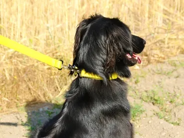 eRPaki BASIC Rettungshundeleine 20mm