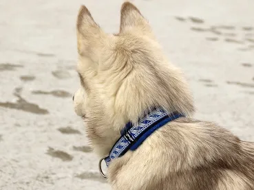 eRPaki® FLEECE Borte Hundehalsband Zugstopp 25mm