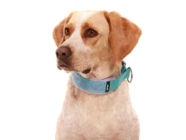 Zug Stopp Hundehalsband mit Namen weich Fleece breit Pointer