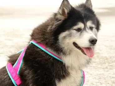 eRPaki Tourengeschirr Double-Klick 30mm