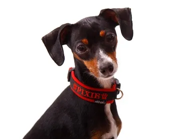 Zwergpinscher mit Hundehalsband schwarz Klickverschluss mit Namen Fleece Polsterung rot