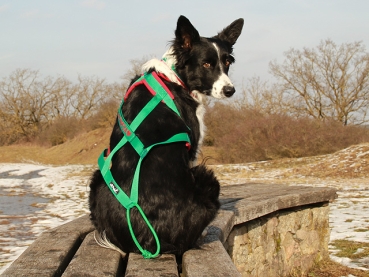 Preview: Hund Border Collie mit eRPaki PRO Zuggeschirr 25 mit Namen in Farbe grün Softshell rot