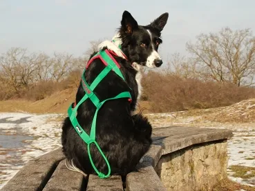 eRPaki Zuggeschirr PRO MEDIUM 25 bestickt