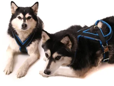 eRPaki PRO Flyball-Geschirr Double-Klick 25mm