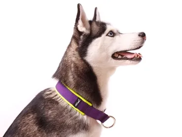 eRPaki PRO Hundehalsband Zugstop 30mm