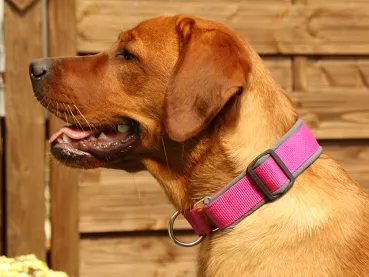 Hund Labrador mit eRPaki Hundehalsband geschlossen 3cm breit pink gepolstert mit Softshell grau