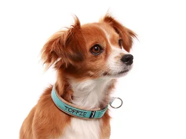 Hundehalsband Zugstopp mit Namen Welpen