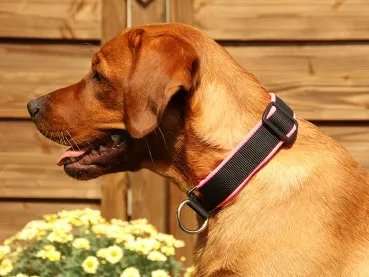 eRPaki PRO Hundehalsband Zugstop 30mm