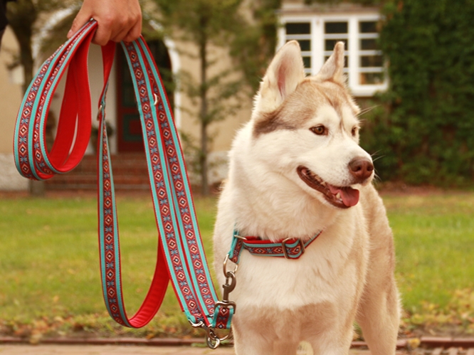 Preview: Husky mit einer hochwertigen breiten verstellbaren Hundeleine in Farbe türkis mit zwei Karabinerhaken gepolstert mit Softshell und verziert mit Borte Indianer rot
