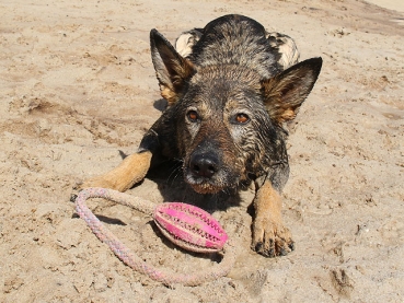 eRPaki Vollgummi Dental Rugbyball ein Griff