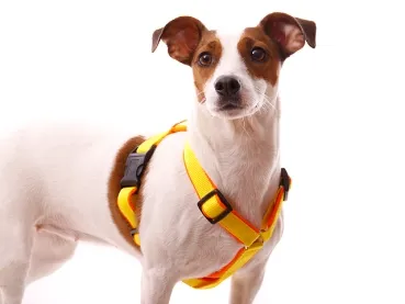 eRPaki PRO Führgeschirr 20mm