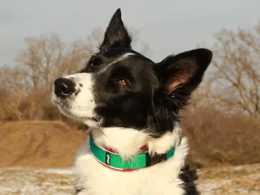 eRPaki® FLEECE Hundehalsband Langhaar 25mm - Reflektor