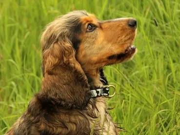 eRPaki Hundehalsband Zugstop 20mm OP