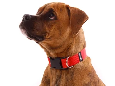 eRPaki BASIC Hundehalsband Klick 40mm