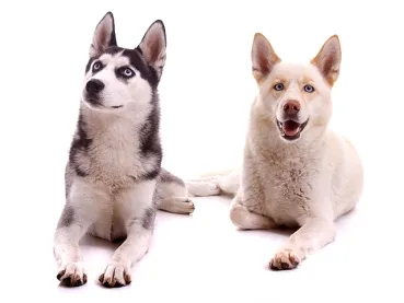 Fotoshooting Hund WHITE SENSATION