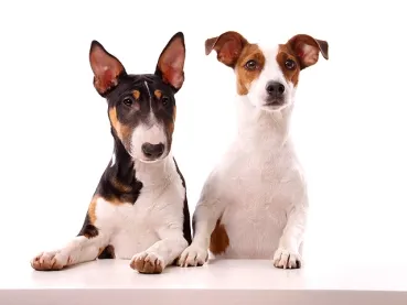 Fotoshooting Hund WHITE SENSATION