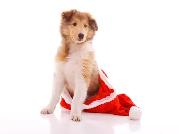 Fotoshooting Hund X-MAS