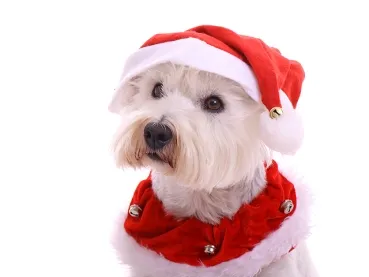 Fotoshooting Hund X-MAS