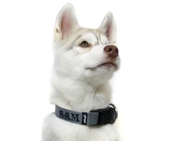 Namenshalsband Langhaar 25mm am Husky