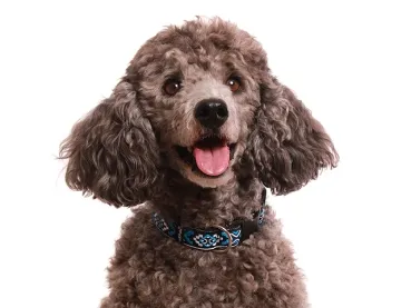 eRPaki BASIC Borte Halsband Klick 20mm