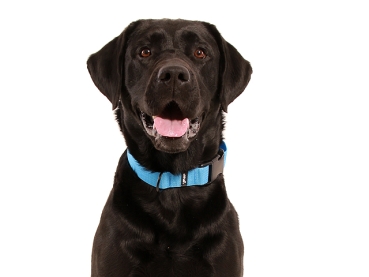 Hund Labrador mit eRPaki Hundehalsband blau 3cm breit mit Klickverschluss und schwarzem Ring
