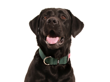 Hund Labrador mit eRPaki Hundehalsband 4cm breit mit Sicherheitsverschluss in Farbe dunkelgrün