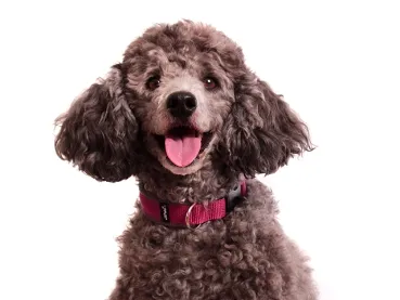 pudel mit Hundehalsband pink mit Klickverschluss gepolstert mit Fleece grau