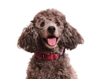 Pudel mit reflektierenden Hundehalsband pink mit Steckschnalle gepolstert mit Softshell pink