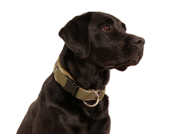 Hund Labrador mit eRPaki Hundehalsband Langhaar olivgrün mit Reflektorband, extra großem Ring und unterlegtem Klickverschluss