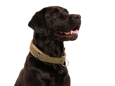 Preview: Hund Labrador mit eRPaki Hundehalsband olivgrün mit Reflektorband breit gepolstert mit weichem Fleece