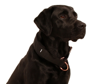 Hund Labrador mit eRPaki Zugstopp Halsband extra breit schwarz mit rosegold Ringen und weich gepolstert mit Fleece