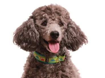 Hund Pudel Kleinpudel mit Borte Hundehalsband Klickverschluss Dinos