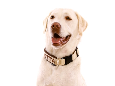 Preview: eRPaki PRO Namenshalsband Klick 30mm