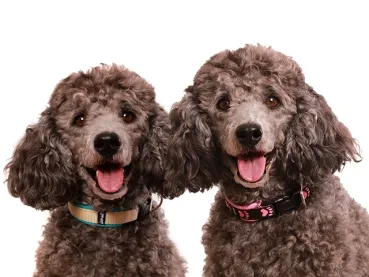 Hundehalsband Langhaar Hund Kleinpudel