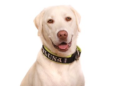 Preview: eRPaki PRO Namenshalsband Langhaar 30mm