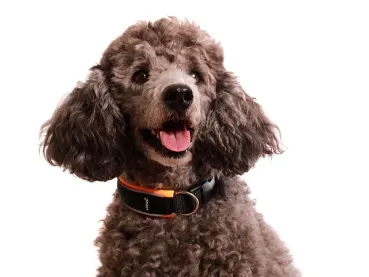 Hund Pudel Kleinpudel mit Halsband mit Klickverschluss schwarz orange