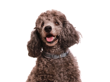 eRPaki PRO Hundehalsband Klick 15mm - Reflektor