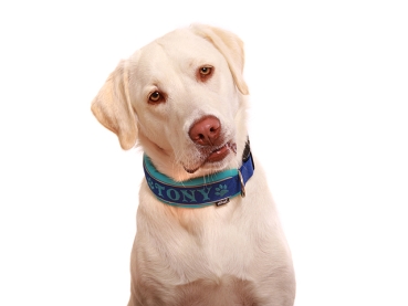 Preview: eRPaki PRO Namenshalsband Klick 30mm - Reflektor