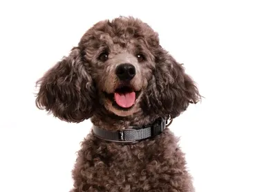 Hundehalsband Langhaar reflektierend grau Hund Kleinpudel