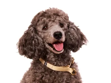 Hundehalsband Zugstopp Kleinpudel