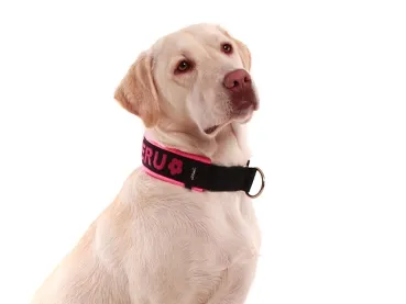 Hundehalsband Zugstopp mit Namen breit Labrador