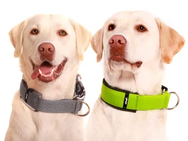 Hundehalsband breit Labrador Retriever