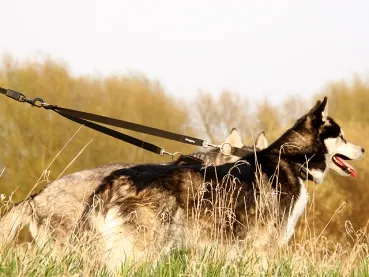 eRPaki Koppel für 2 Hunde 25mm - Ring