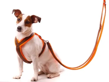 Hundeleine verstellbar Doppelleine Softshell Jack Russel Terrier