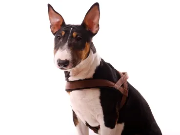 eRPaki PRO Norwegergeschirr 15/20