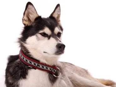 Hundehalsband Zugstopp Borte Webband Husky Schlittenhund