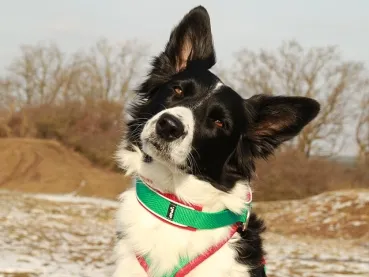Hund Border Collie mit reflektierendem Hundehalsband Zugstopp aus Gurtband grün und Polsterung Softshell rot