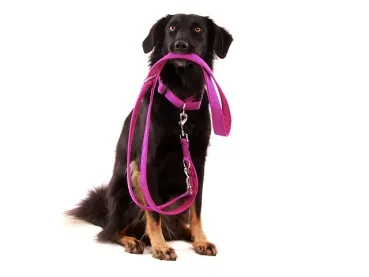 eRPaki PRO Hundeleine 25mm verstellbar