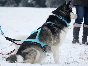 eRPaki Zuggeschirr PRO MAXI 30 - Brustgurt - Reflektor