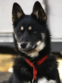 eRPaki Hundehalsband Zugstop 20mm MP